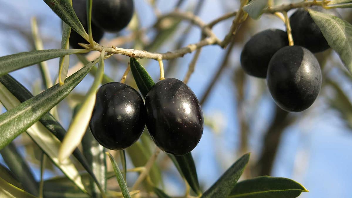 montalverne-olive-oil-bread-board-mobile